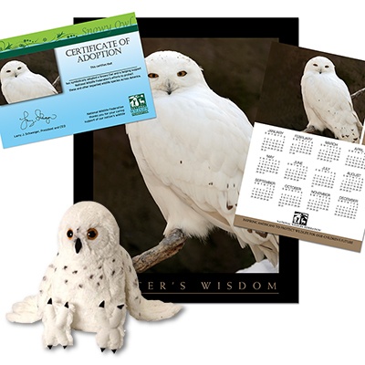 Adopt a Snowy Owl - $50
