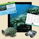 Adopt a Sea Turtle