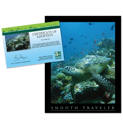 Adopt a Sea Turtle - $20