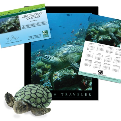 Adopt a Sea Turtle - $50