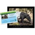 Adopt a Tapir