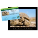 Adopt a Desert Tortoise - $20