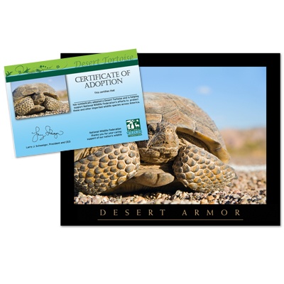 Adopt a Desert Tortoise - $20