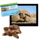 Adopt a Desert Tortoise - $30