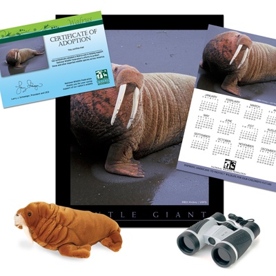 Adopt a Walrus - $100
