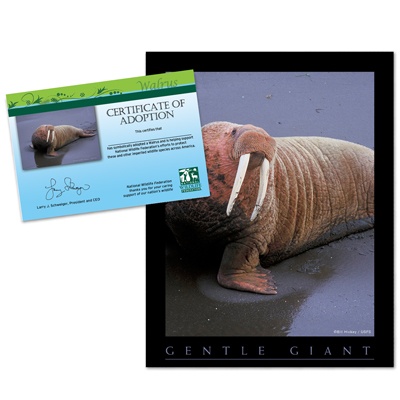 Adopt a Walrus - $20