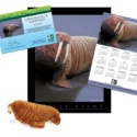Adopt a Walrus