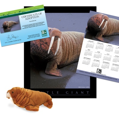 Adopt a Walrus - $50