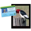 Adopt a Red-Headed Woodpecker