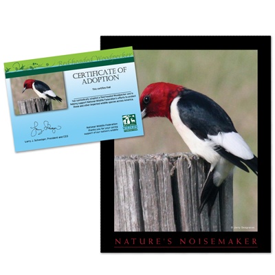 Adopt a Red-Headed Woodpecker - $20