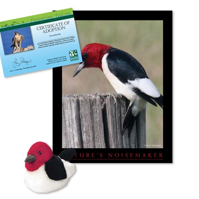 Adopt a Red-Headed Woodpecker - $30