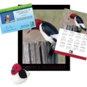 Adopt a Red-Headed Woodpecker