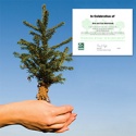 Tree Sponsorship - Celebration