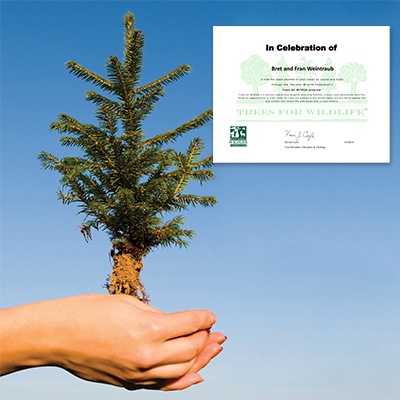 Tree Sponsorship - Celebration
