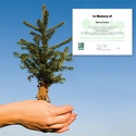 Tree Sponsorship - Memorial