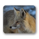 Mouse Pads