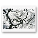 Majestic Maple Card