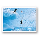 Penguin Plunge Card