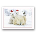 Santa Cubs