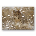 Camouflaged Card