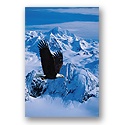 ReProduct Snowy River Card