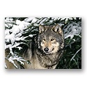ReProduct Wolf Watch Card