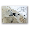 ReProduct Snowy Smooch Card