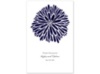 Burst of Color - Lapis - Program