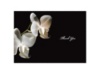 Delicate Orchid - Thank You Card and Envelope
