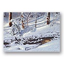 Winter Land