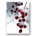 Frosty Bunch Holiday Card