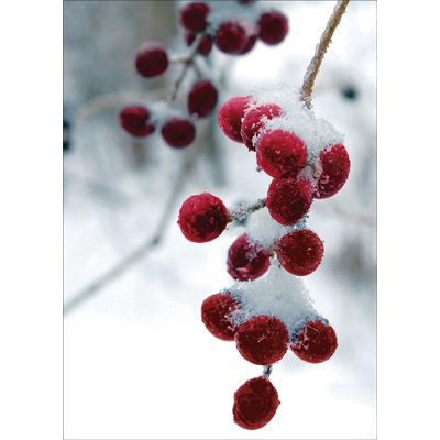 Frosty Bunch Holiday Card