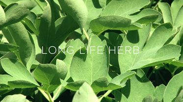 thumbnail imageSKINLONGEVITY Vital Power Serum